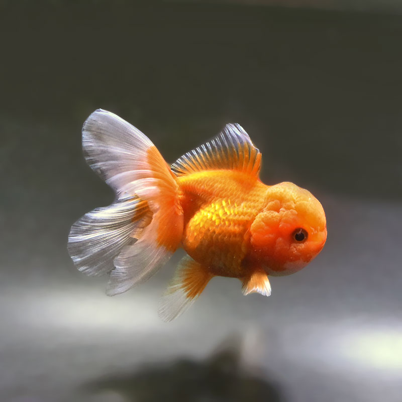 【金魚王子】更紗バルーンオランダ  10±1cm前後 (個体番号：zaq256) 金魚 きんぎょ 生体 オランダ獅子頭 厳選個体