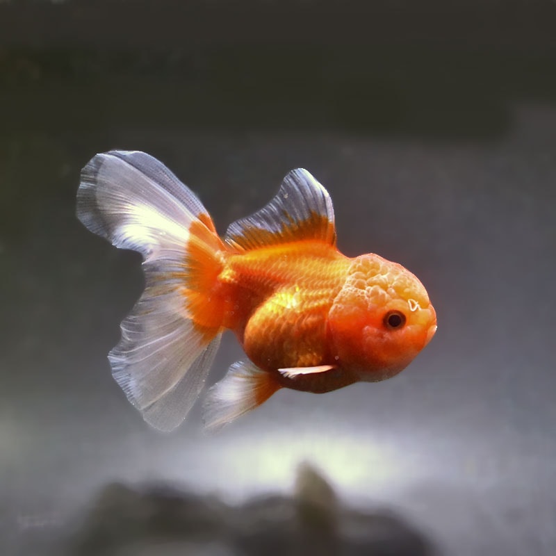 【金魚王子】更紗バルーンオランダ  10±1cm前後 (個体番号：zaq257) 金魚 きんぎょ 生体 オランダ獅子頭 厳選個体