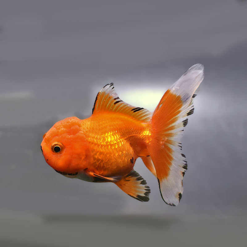 【金魚王子】変わり柄バルーンオランダ  10±1cm前後 (個体番号：zaq258) 金魚 きんぎょ 生体 オランダ獅子頭 厳選個体