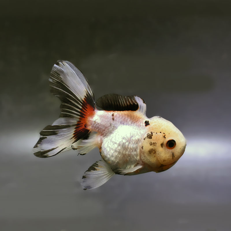 【金魚王子】三色バルーンオランダ  10±1cm前後 (個体番号：zaq259) 金魚 きんぎょ 生体 オランダ獅子頭 厳選個体