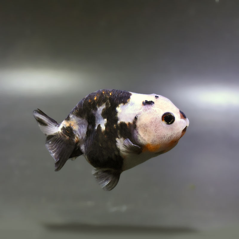 【金魚王子】変わり柄らんちゅう 8cm前後 (個体番号：zaq261) 金魚 きんぎょ 生体 らんちゅう 厳選個体