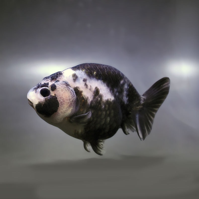 【金魚王子】白黒らんちゅう 10.5cm前後 (個体番号：zaq262) 金魚 きんぎょ 生体 らんちゅう 厳選個体