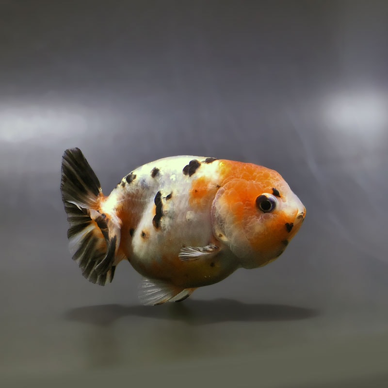 【金魚王子】江戸錦 9±1cm前後 (個体番号：zaq271) 金魚 きんぎょ 生体 らんちゅう 厳選個体