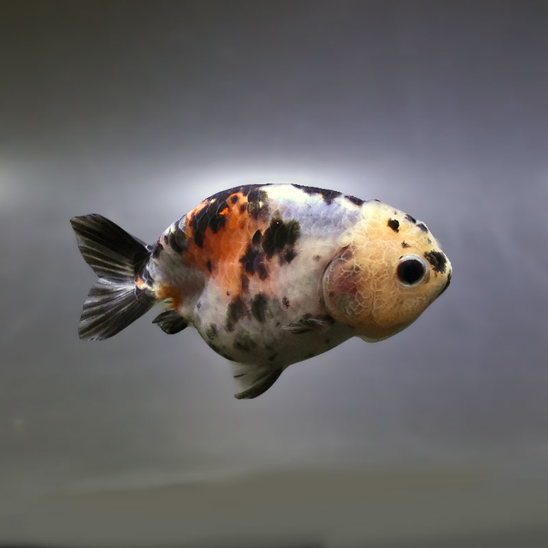 【金魚王子】江戸錦 9±1cm前後 (個体番号：zaq272) 金魚 きんぎょ 生体 らんちゅう 厳選個体