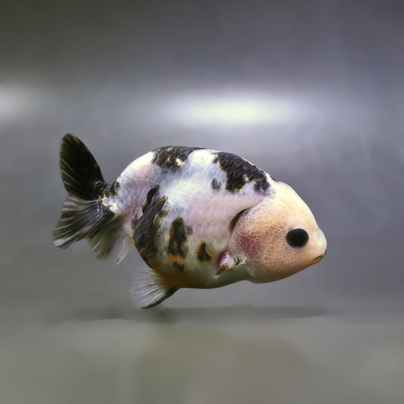 【金魚王子】江戸錦 9±1cm前後 (個体番号：zaq273) 金魚 きんぎょ 生体 らんちゅう 厳選個体