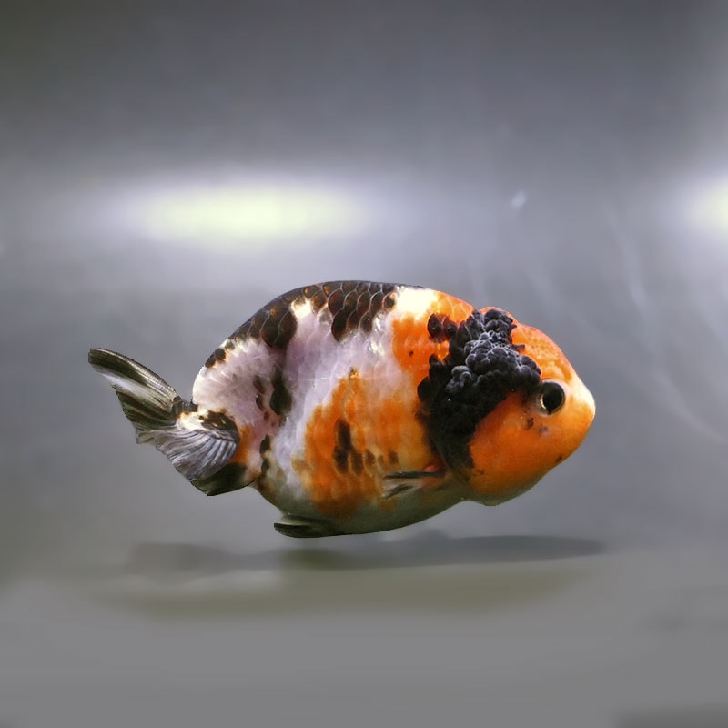 【金魚王子】江戸錦 9±1cm前後 (個体番号：zaq274) 金魚 きんぎょ 生体 らんちゅう 厳選個体