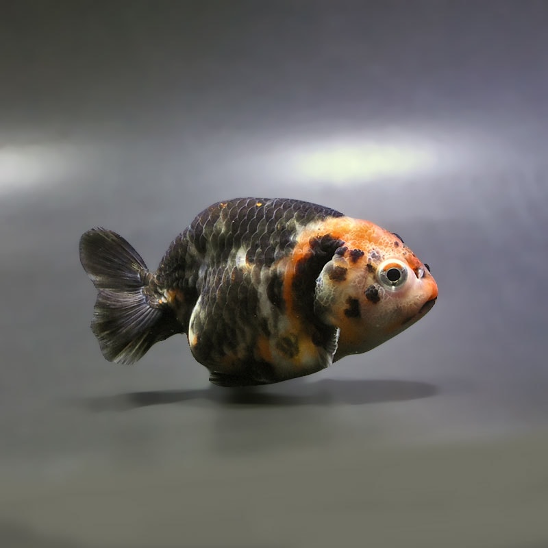 【金魚王子】江戸錦 9±1cm前後 (個体番号：zaq275) 金魚 きんぎょ 生体 らんちゅう 厳選個体