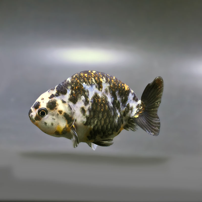 【金魚王子】江戸錦 9±1cm前後 (個体番号：zaq276) 金魚 きんぎょ 生体 らんちゅう 厳選個体