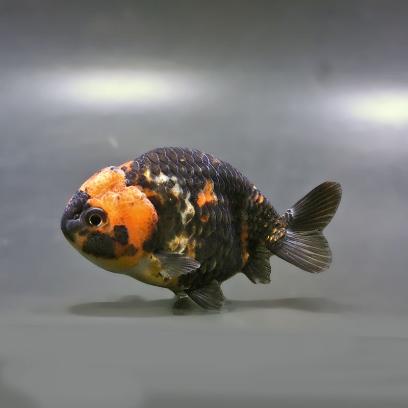 【金魚王子】江戸錦 9±1cm前後 (個体番号：zaq277) 金魚 きんぎょ 生体 らんちゅう 厳選個体