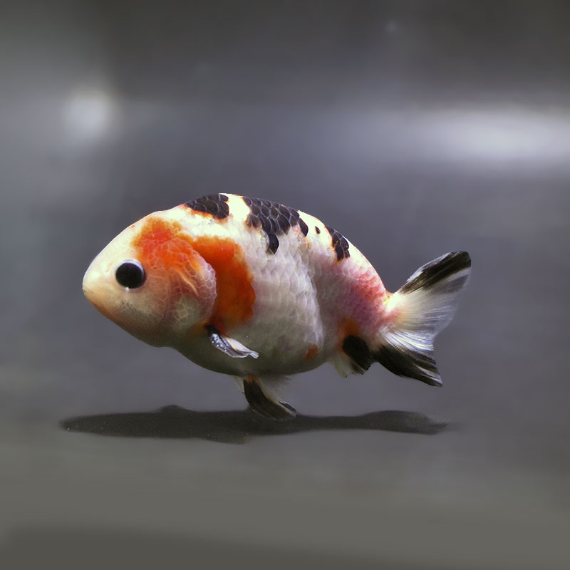 金魚,らんちゅう系 | 金魚の通販は「金魚王子 オンラインストア」金魚