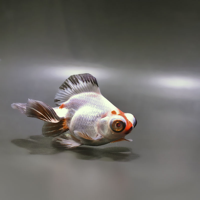 【金魚王子】三色蝶尾 11±1cm前後 (個体番号:zaq281) 金魚 きんぎょ 生体 蝶尾 厳選個体