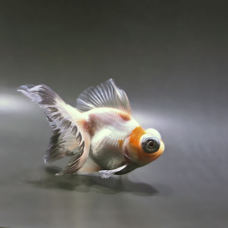 金魚 | 金魚の通販は「金魚王子 オンラインストア」金魚専門店 販売