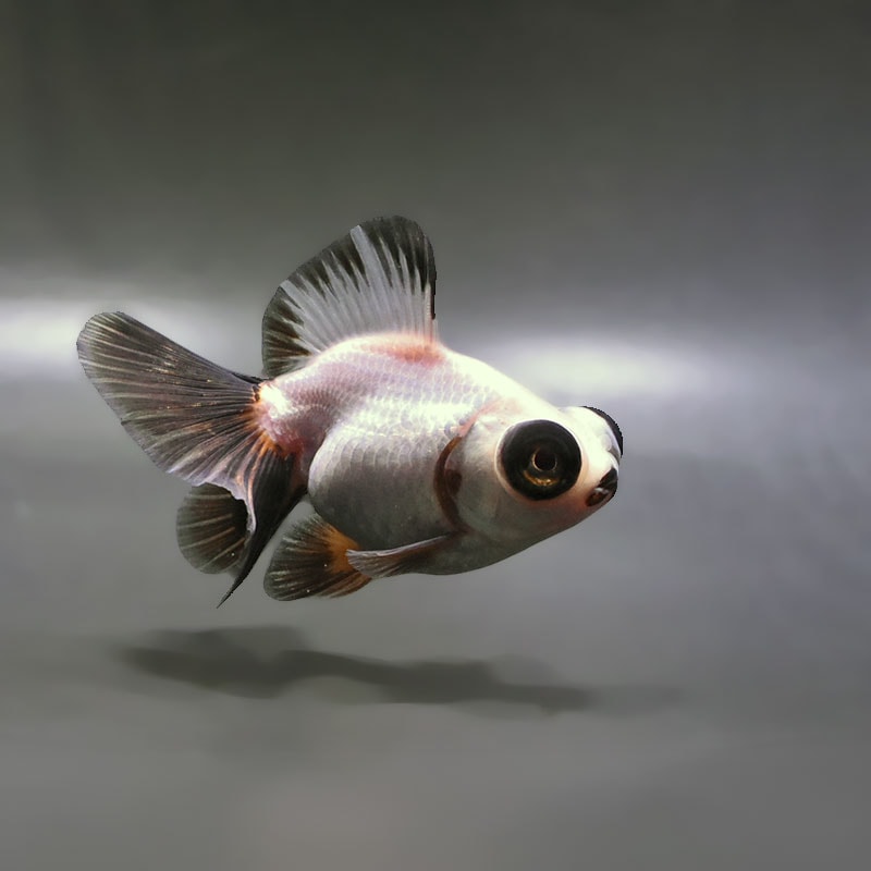 【金魚王子】三色蝶尾 11±1cm前後 (個体番号:zaq283) 金魚 きんぎょ 生体 蝶尾 厳選個体