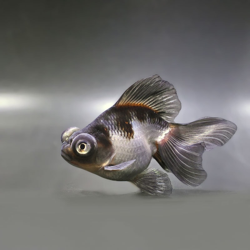 金魚 | 金魚の通販は「金魚王子 オンラインストア」金魚専門店 販売