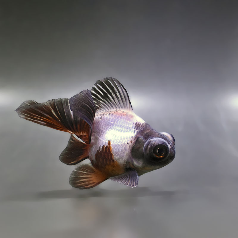 【金魚王子】三色蝶尾 11±1cm前後 (個体番号:zaq285) 金魚 きんぎょ 生体 蝶尾 厳選個体