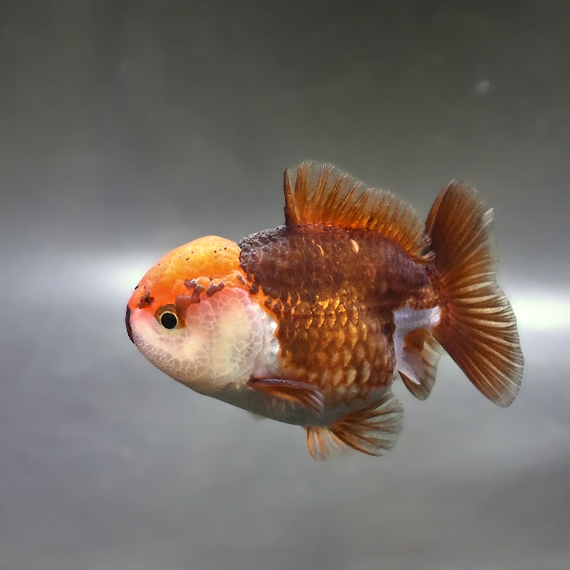 【金魚王子】変わり柄オランダ  9±1cm前後 (個体番号：zaq291) 金魚 きんぎょ 生体 オランダ獅子頭 厳選個体