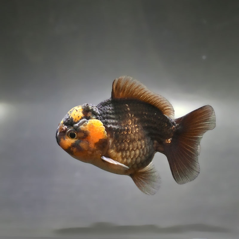 【金魚王子】変わり柄オランダ  9±1cm前後 (個体番号：zaq292) 金魚 きんぎょ 生体 オランダ獅子頭 厳選個体