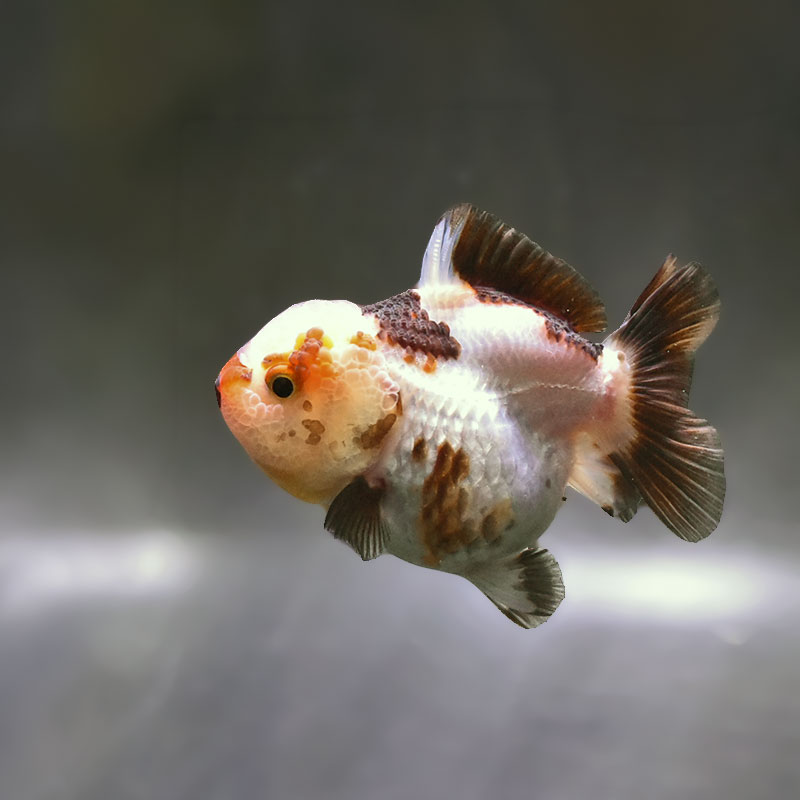 【金魚王子】変わり柄オランダ  9±1cm前後 (個体番号：zaq293) 金魚 きんぎょ 生体 オランダ獅子頭 厳選個体