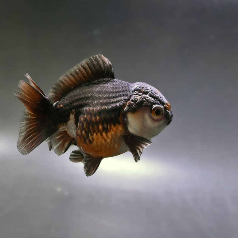 【金魚王子】変わり柄オランダ  9±1cm前後 (個体番号：zaq294) 金魚 きんぎょ 生体 オランダ獅子頭 厳選個体
