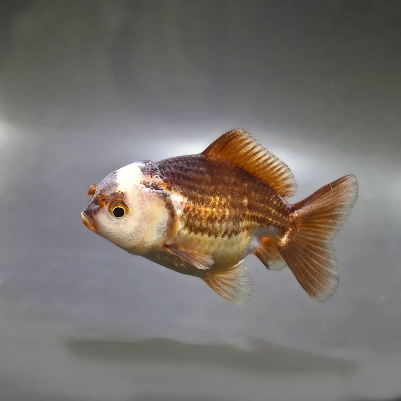 【金魚王子】変わり柄オランダ  9±1cm前後 (個体番号：zaq295) 金魚 きんぎょ 生体 オランダ獅子頭 厳選個体