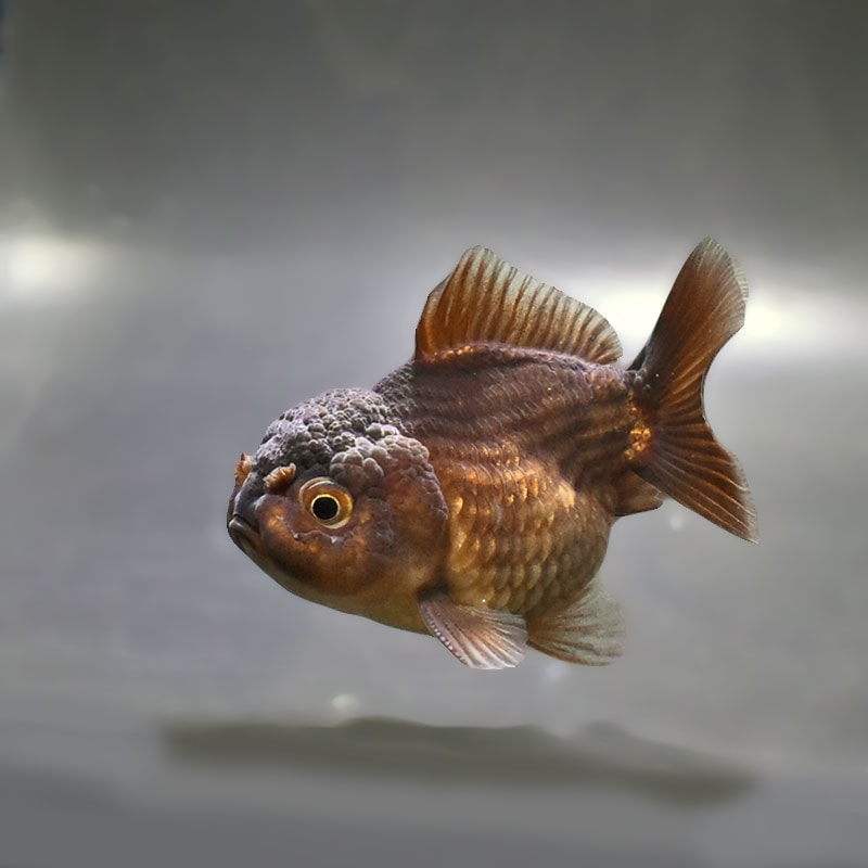 金魚の通販は「金魚王子 オンラインストア」金魚専門店 販売 | 商品一覧