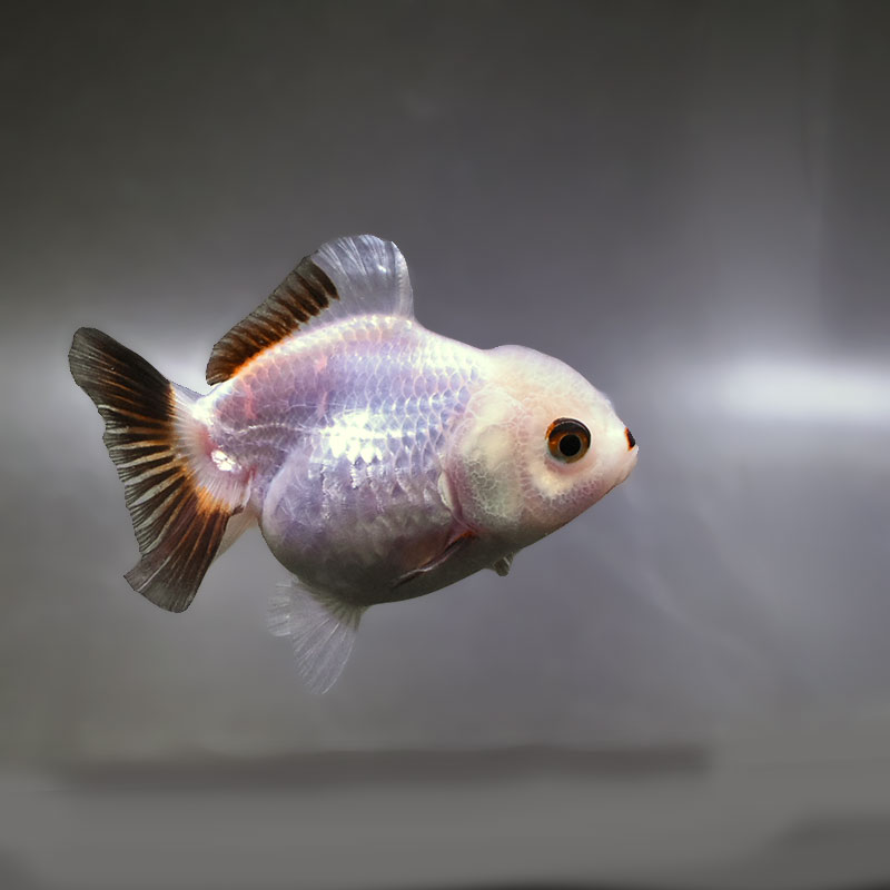 金魚の通販は「金魚王子 オンラインストア」金魚専門店 販売 | 商品一覧