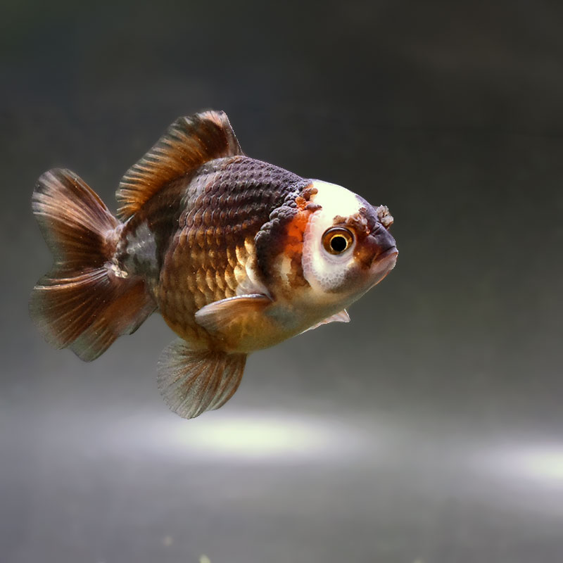 金魚の通販は「金魚王子 オンラインストア」金魚専門店 販売 | 商品一覧