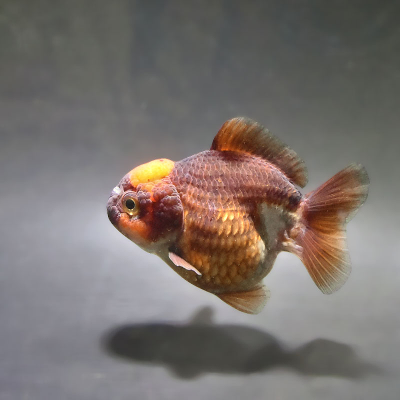 金魚の通販は「金魚王子 オンラインストア」金魚専門店 販売 | 商品一覧