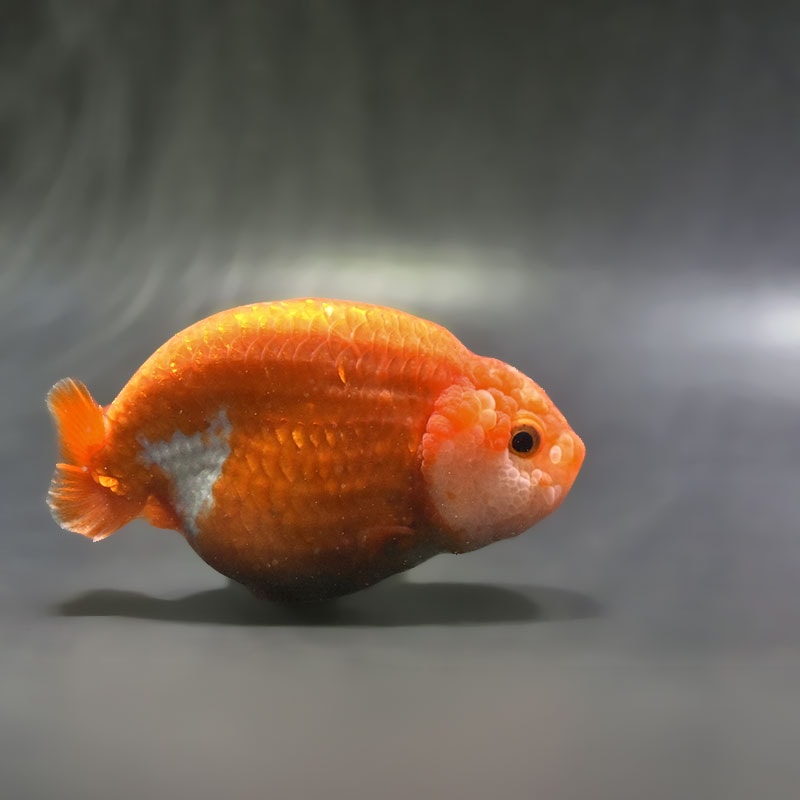 金魚一位　 金魚王子】更紗らんちゅう 10cm前後 (個体番号：zaq301) 金魚 きんぎょ