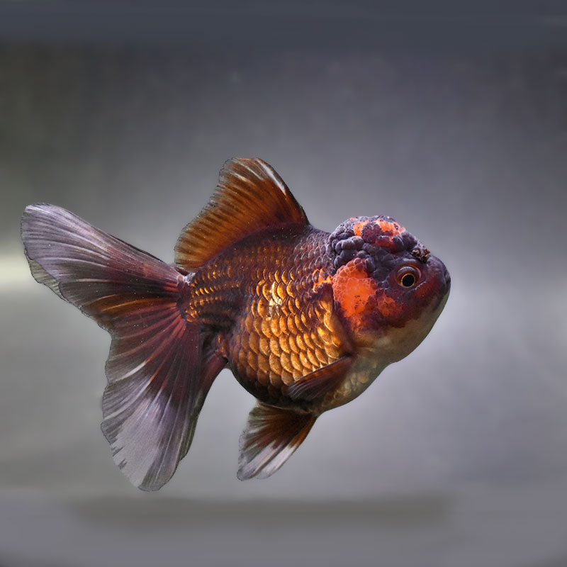 【金魚王子】ハーフムーンオランダ  13cm前後 (個体番号：zaq311) 金魚 きんぎょ 生体 オランダ獅子頭 厳選個体