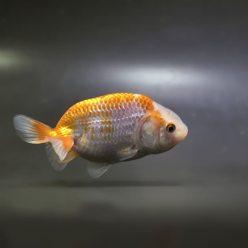 金魚,らんちゅう系 | 金魚の通販は「金魚王子 オンラインストア」金魚