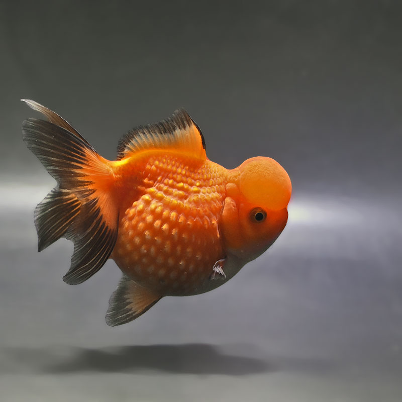 【金魚王子】高頭パール 11cm前後 (個体番号:zaq341) 金魚 きんぎょ 生体 パールスケール 厳選個体