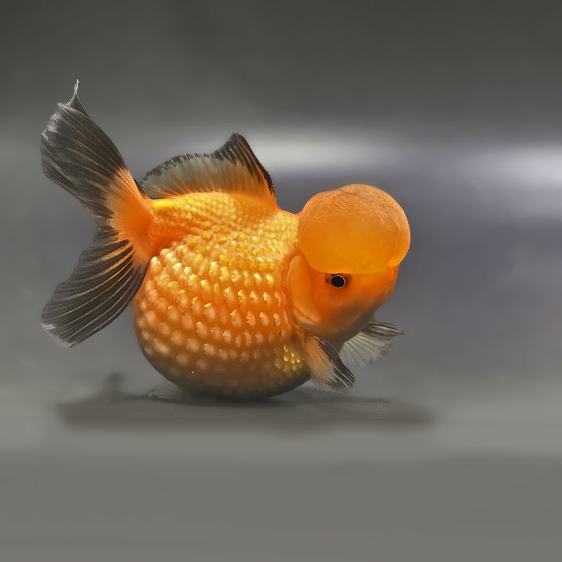 【金魚王子】高頭パール 11cm前後 (個体番号:zaq342) 金魚 きんぎょ 生体 パールスケール 厳選個体