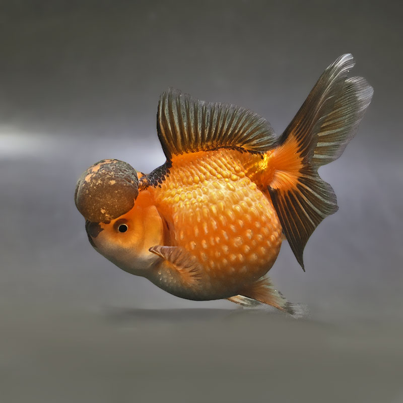 【金魚王子】高頭パール 12.5cm前後 (個体番号:zaq343) 金魚 きんぎょ 生体 パールスケール 厳選個体