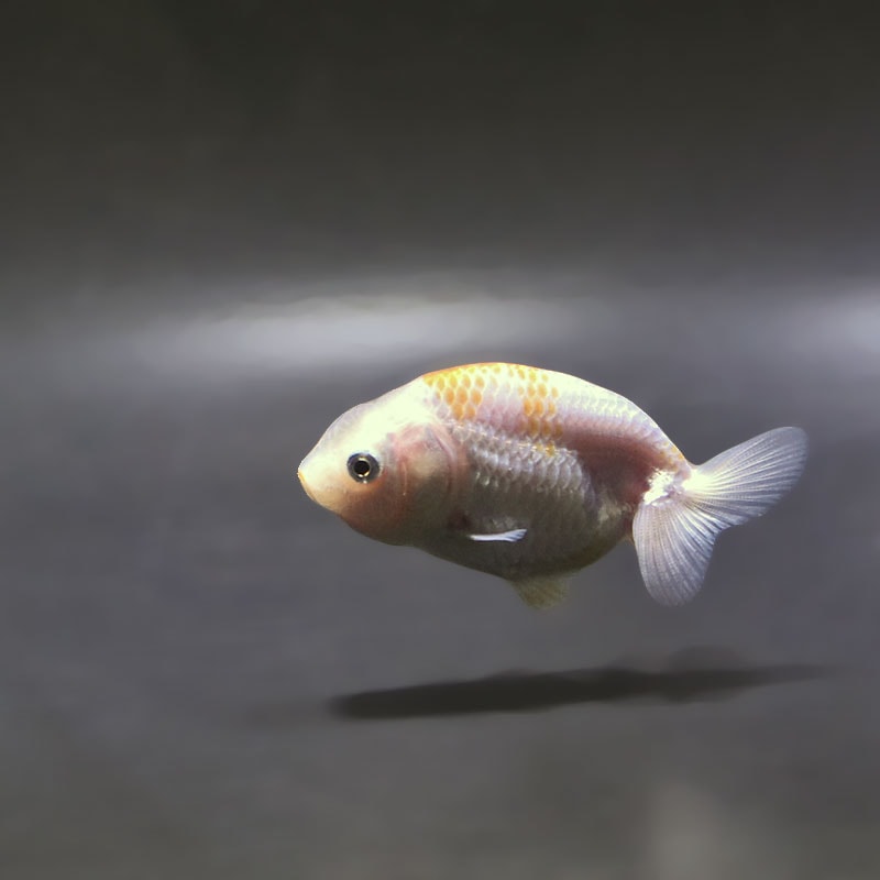 114】金魚のピアス／ランチュウ／オーバル 金魚ピアスGD（ゴールド