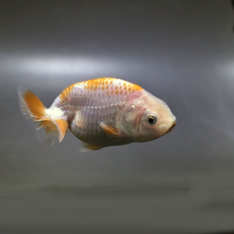 金魚 金魚王子】更紗らんちゅう 7.5±1cm前後 (個体番号：zaq363) 金魚