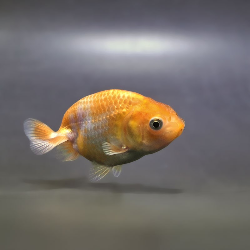 【金魚王子】更紗らんちゅう 7.5±1cm前後 (個体番号：zaq367) 金魚 きんぎょ 生体 らんちゅう 厳選個体