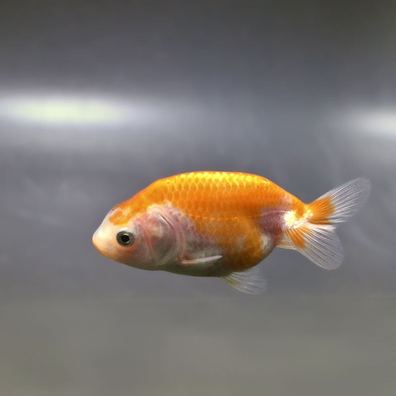 【金魚王子】更紗らんちゅう 7.5±1cm前後 (個体番号：zaq368) 金魚 きんぎょ 生体 らんちゅう 厳選個体
