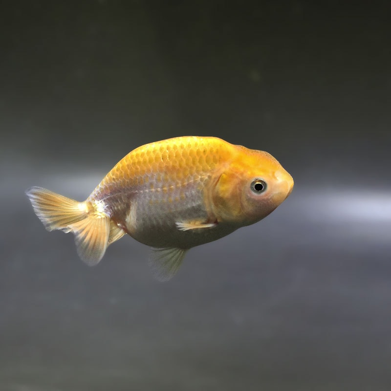 【金魚王子】更紗らんちゅう 7.5±1cm前後 (個体番号：zaq369) 金魚 きんぎょ 生体 らんちゅう 厳選個体