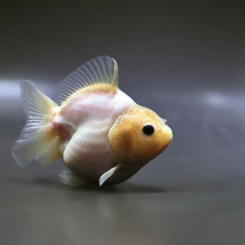 【金魚王子】シルクオランダ  9±1cm前後 (個体番号：zaq371) 金魚 きんぎょ 生体 オランダ獅子頭 厳選個体
