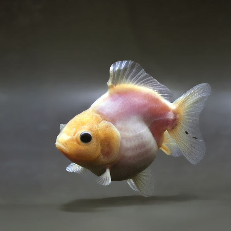 【金魚王子】シルクオランダ  9±1cm前後 (個体番号：zaq372) 金魚 きんぎょ 生体 オランダ獅子頭 厳選個体
