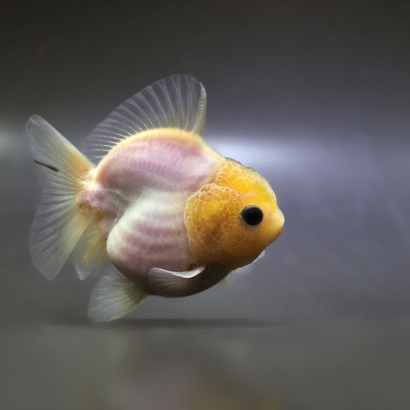 【金魚王子】シルクオランダ  9±1cm前後 (個体番号：zaq373) 金魚 きんぎょ 生体 オランダ獅子頭 厳選個体