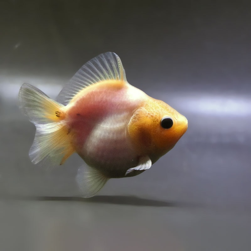【金魚王子】シルクオランダ  9±1cm前後 (個体番号：zaq374) 金魚 きんぎょ 生体 オランダ獅子頭 厳選個体