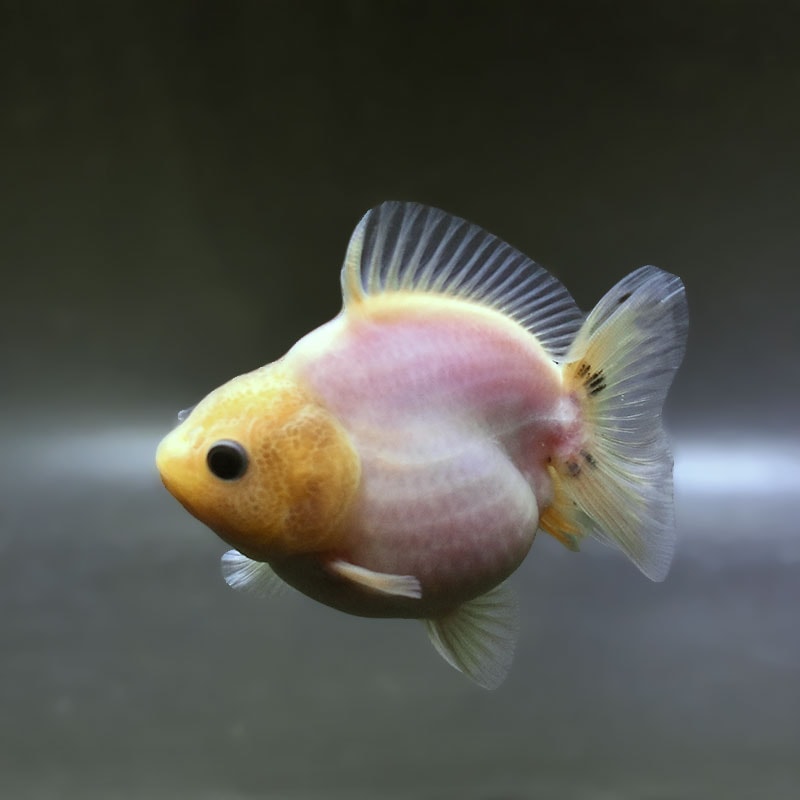 【金魚王子】シルクオランダ  9±1cm前後 (個体番号：zaq375) 金魚 きんぎょ 生体 オランダ獅子頭 厳選個体