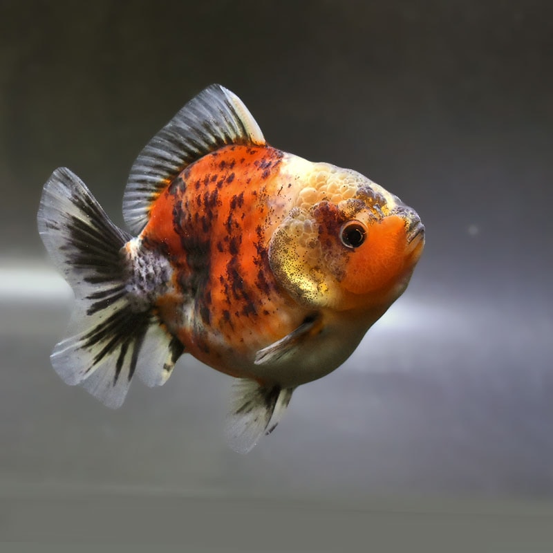 【金魚王子】キャリコショートテールオランダ  11±1cm前後 (個体番号：zaq381) 金魚 きんぎょ 生体 オランダ獅子頭 厳選個体
