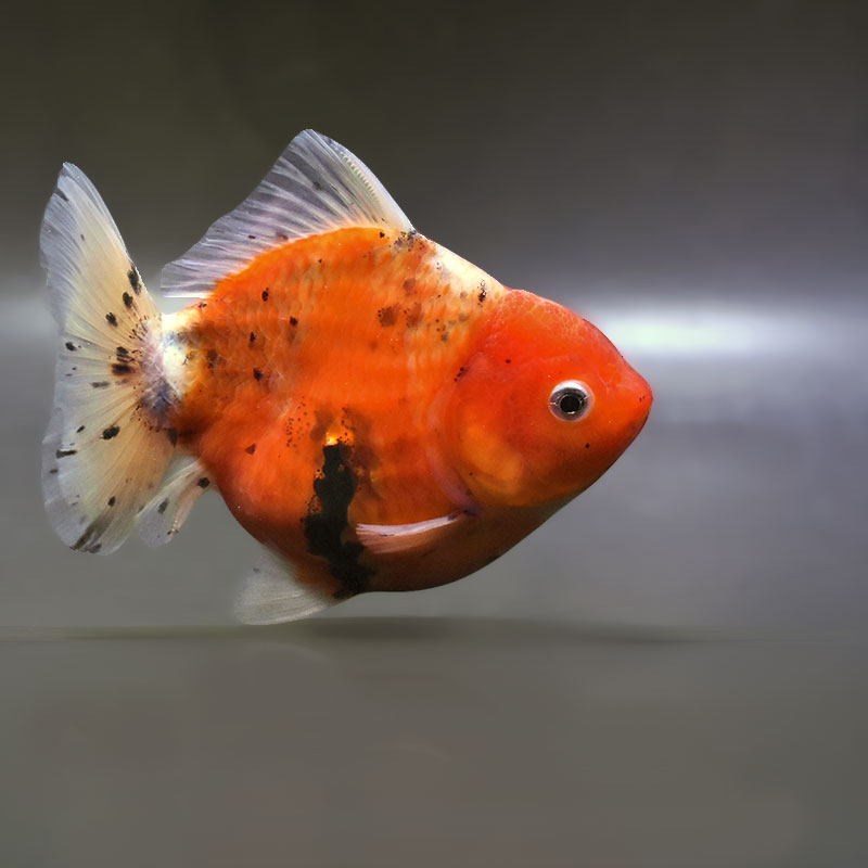 【金魚王子】キャリコショートテールオランダ  11±1cm前後 (個体番号：zaq382) 金魚 きんぎょ 生体 オランダ獅子頭 厳選個体