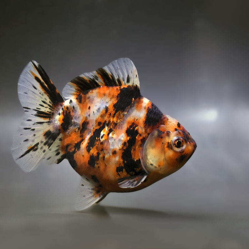 【金魚王子】キャリコショートテールオランダ  11±1cm前後 (個体番号：zaq383) 金魚 きんぎょ 生体 オランダ獅子頭 厳選個体