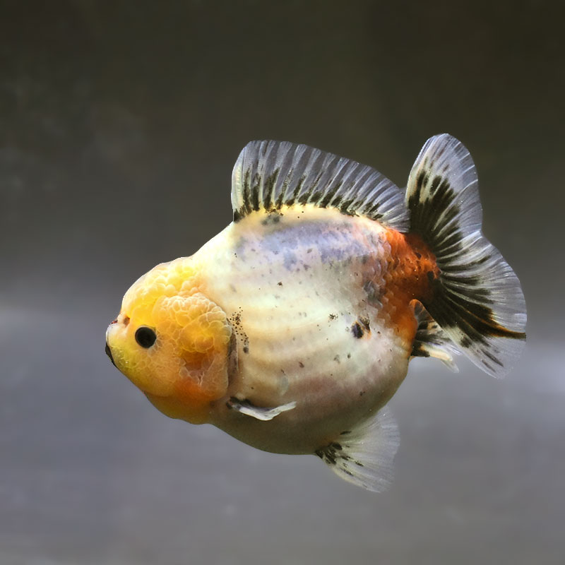 【金魚王子】キャリコショートテールオランダ  11±1cm前後 (個体番号：zaq384) 金魚 きんぎょ 生体 オランダ獅子頭 厳選個体