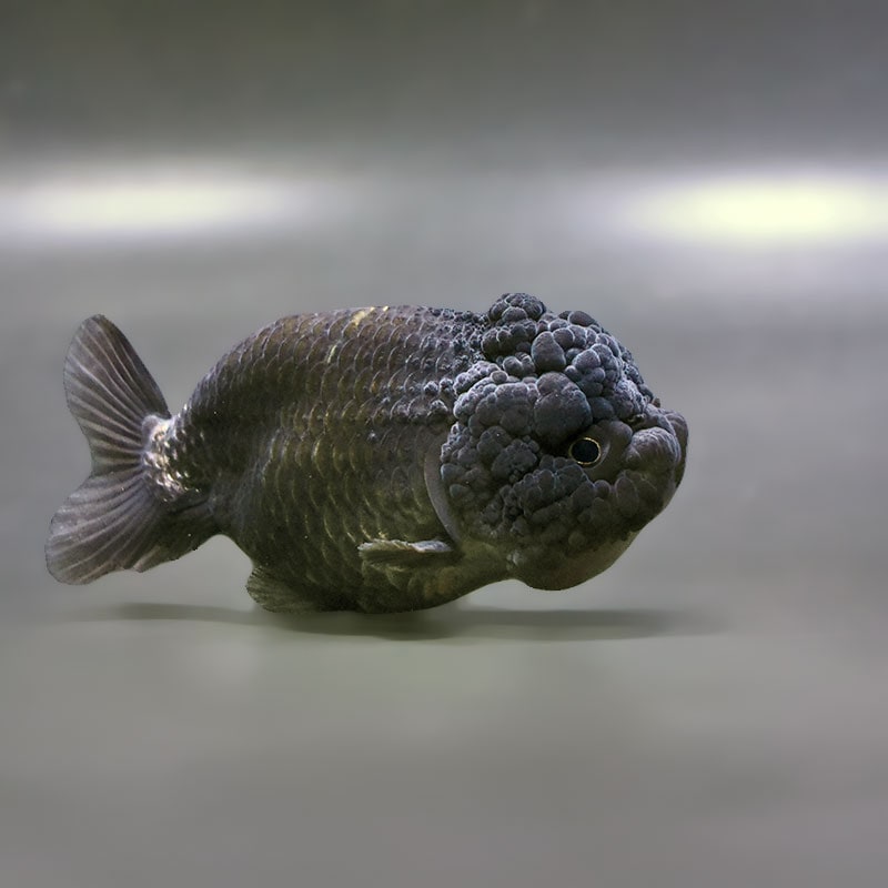 【金魚王子】黒らんちゅう 8±1cm前後 (個体番号：zaq401) 金魚 きんぎょ 生体 らんちゅう 厳選個体