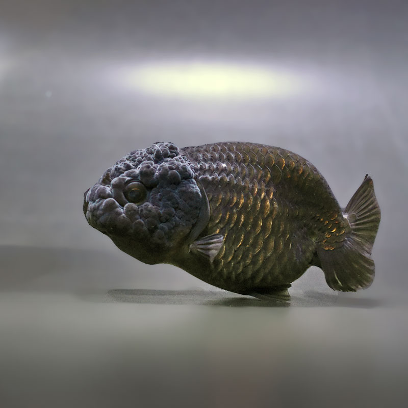 【金魚王子】黒らんちゅう 8±1cm前後 (個体番号：zaq403) 金魚 きんぎょ 生体 らんちゅう 厳選個体